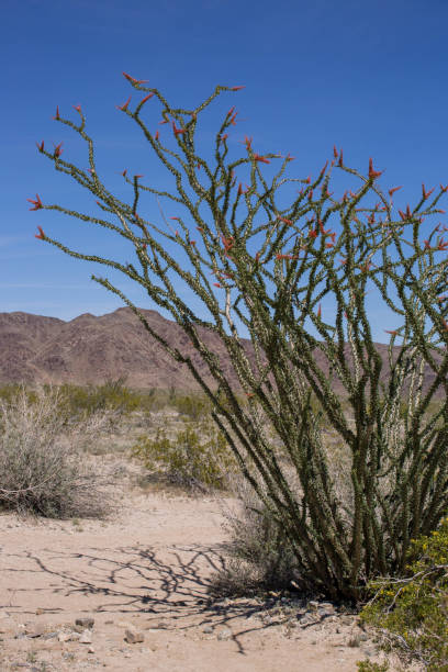 istock Joshua Tree, California 1223091515