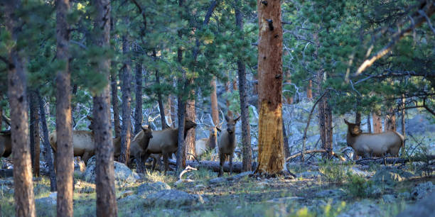 istock Massive bull elk in Rocky Mountain National Park 1223092619