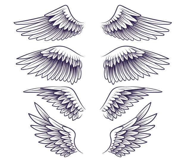 stockillustraties, clipart, cartoons en iconen met hand getrokken vleugel. schets engelenvleugels met veren, elementen voor logo, etiket of tatoeage. de silhouetten van het stencil uitstekende geïsoleerde vectorreeks - engelenpak