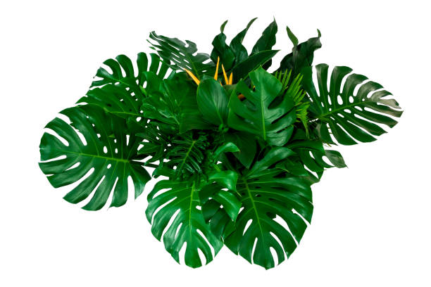 istock green leaves for background and wallpaper 1223099113