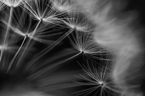 A close up picture of a dandelion in black and white