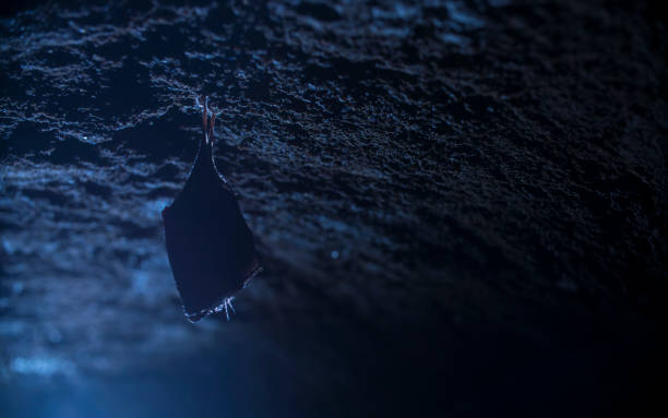 istock Close up small sleeping lesser horseshoe bat covered by wings, hanging upside down on top of cold arched brick cellar and hibernate. 1223101905