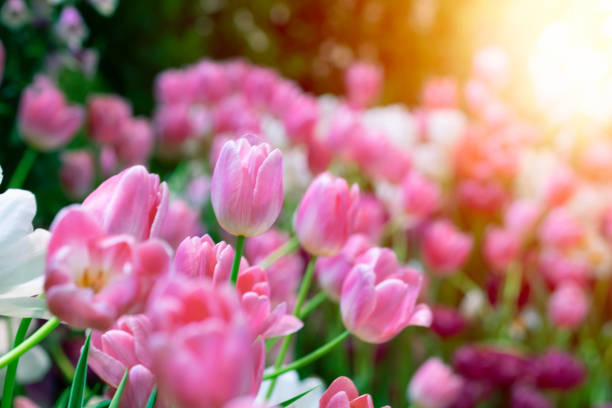 istock Soft selective focus. Beautiful pink flower tulips meadow in soft lights at blur background. Colorful tulips bloom in field winter or spring. Morning sunlight tulips floral in the garden. 1223103005