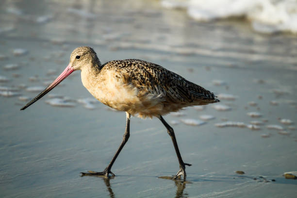 istock Sandpiper bird close up 1223104515