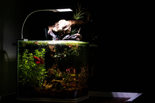 istock Nano aquarium with plants 1223105130