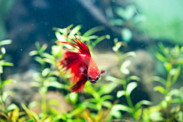 istock Betta splendens - Siamese fighting fish in aquarium 1223105134