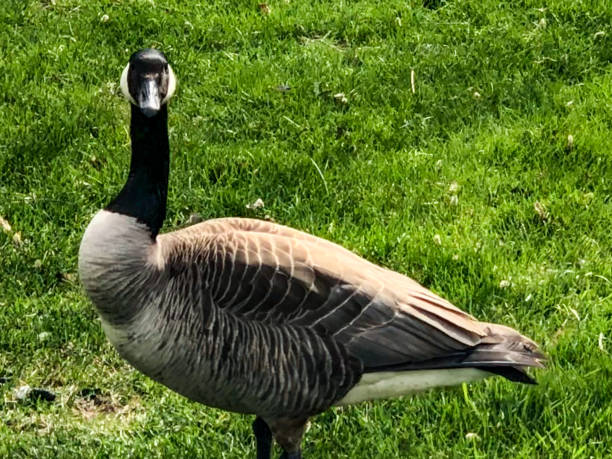 istock Canadian goose looking at me 1223105359