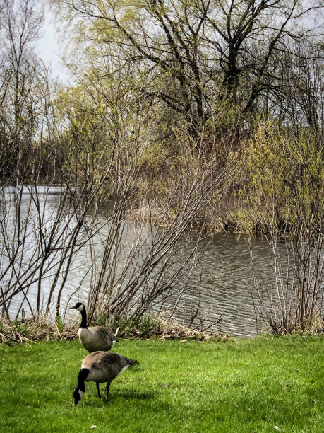 istock Two Canadian geese by water 1223105363