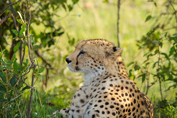 istock Cheetah in wild Keny 122310561
