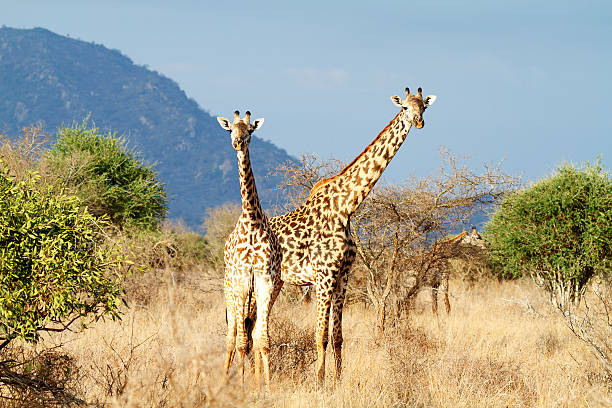 la giraffa masai - masai giraffe foto e immagini stock
