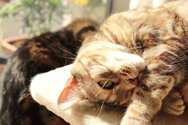 istock Cat in a cute pose in the sunshine. 1223107121