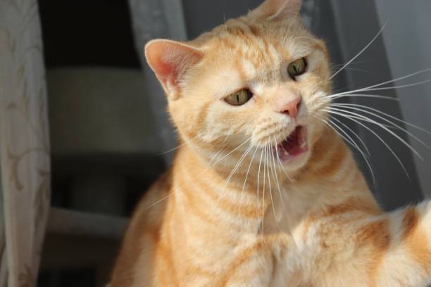istock Cat with open mouth trying to punch. 1223107684