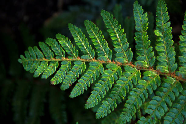 istock Tassel Fern Frond 1223107889
