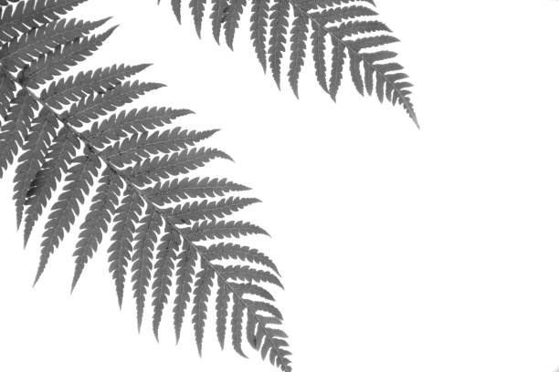 Two black / gray fern leaves on white background with copy space