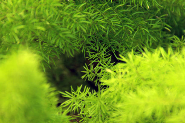 istock Fine Textured Asparagus Fern 1223107989