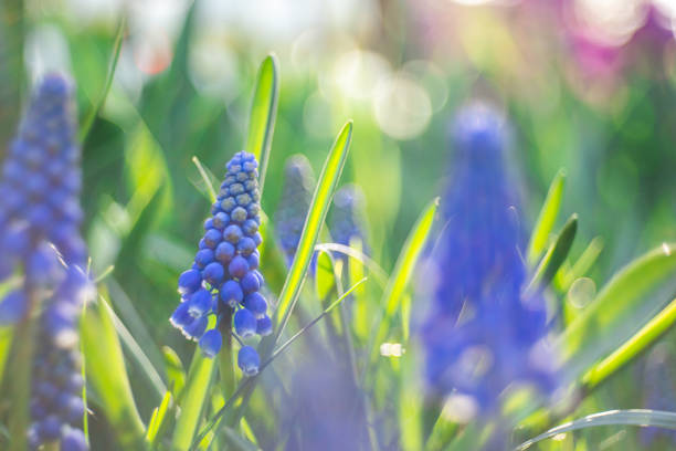 Grape Hyacinth Grape Hyacinth grape hyacinth stock pictures, royalty-free photos & images