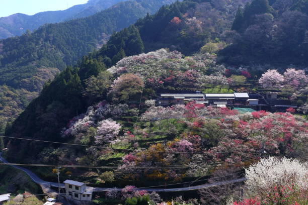istock Hanaomomo no Sato is in full bloom(Kamikuki,Niyodogawa Town, Kochi Prefecture) 1223108670