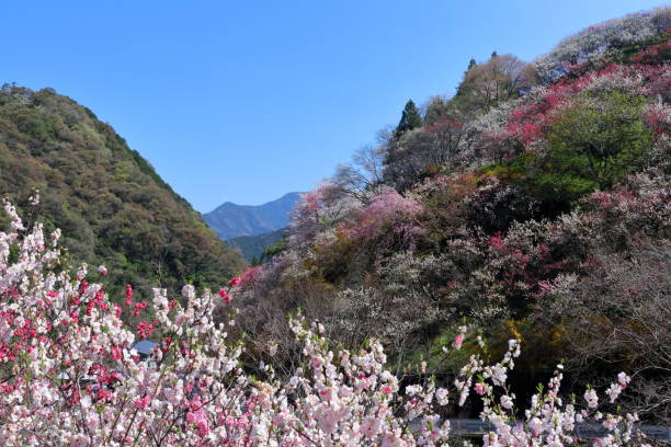 istock Flower peach that decorates the mountain surface(Kamikuki,Niyodogawa Town, Kochi Prefecture) 1223108695