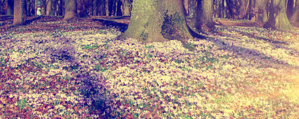 Beautiful crocuses growing through snow. First spring flowers