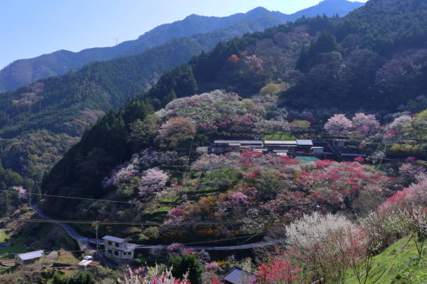 istock hidden paradise of Tosa(Kamikuki,Niyodogawa Town, Kochi Prefecture) 1223108823