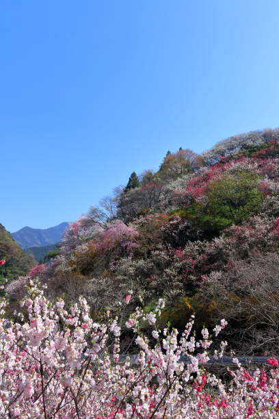 istock Hana peach that decorates the mountain surface(Kamikuki,Niyodogawa Town, Kochi Prefecture) 1223108839