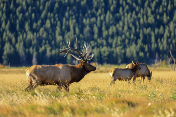 istock Massive bull elk in Rocky Mountain National Park 1223109581