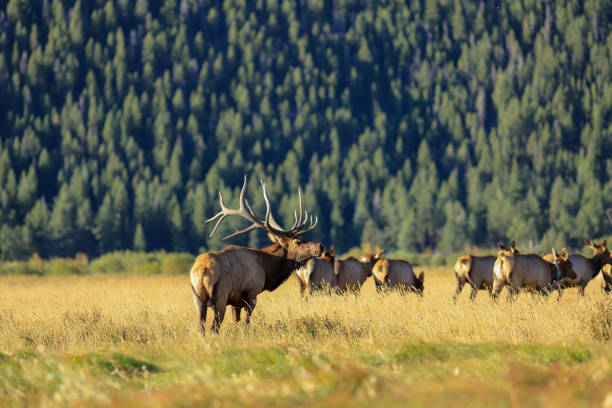 istock Massive bull elk in Rocky Mountain National Park 1223110266