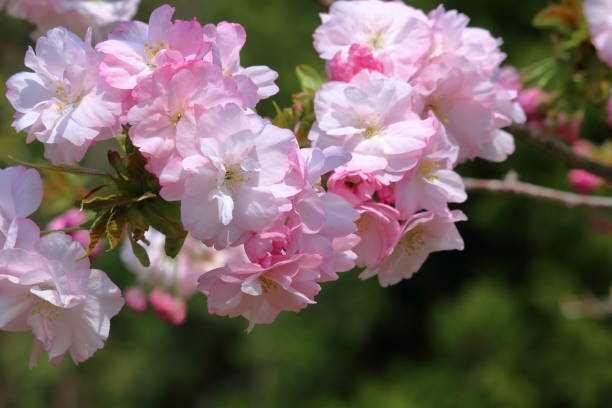 Youkihi(Japanese blooming cherry) Location: Kochi City, Kochi Prefecture, Japan double flower stock pictures, royalty-free photos & images