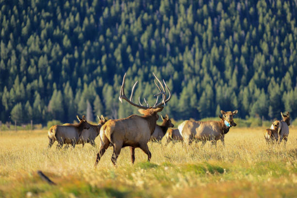 istock Massive bull elk in Rocky Mountain National Park 1223110363