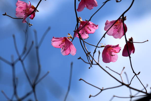 istock Akebono Azalea on Mt. Kuishi(Kochi City) 1223111665