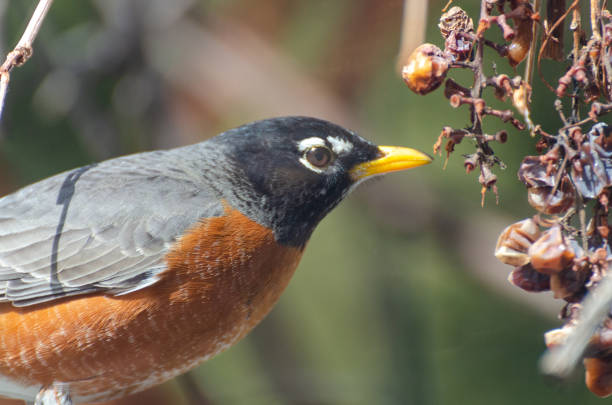 istock American Robin in the backyard in the springtime in Winnipeg, Manitoba 1223113920