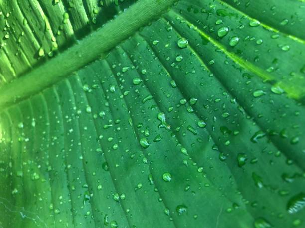 istock Water droplets on green leaves 1223115138