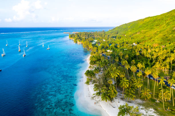 Drone photo half ocean half palm trees