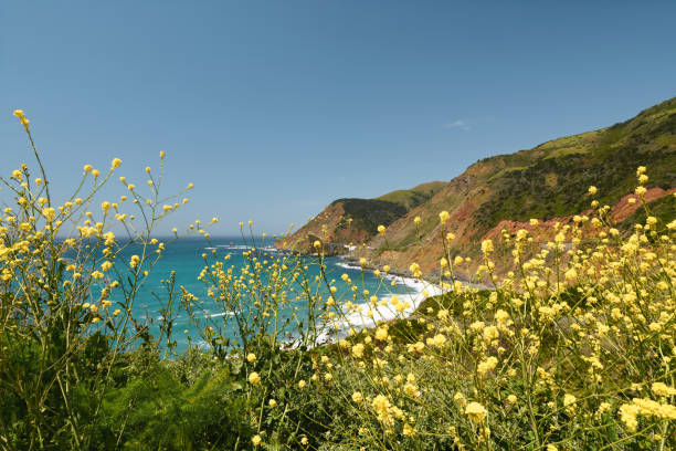 big sur, condado de monterey, califórnia. oceano pacífico, falésias e plantas nativas na praia. - route 1 pacific ocean beach cliff - fotografias e filmes do acervo