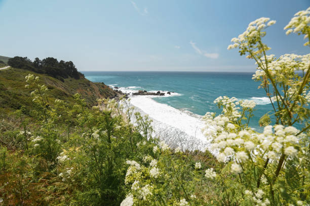 big sur, condado de monterey, califórnia. oceano pacífico, falésias e plantas nativas na praia. - route 1 pacific ocean beach cliff - fotografias e filmes do acervo