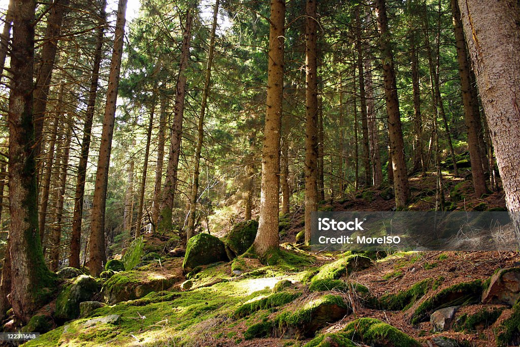 Fée de la forêt - Photo de Alpes européennes libre de droits