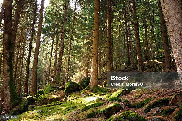 Photo libre de droit de Fée De La Forêt banque d'images et plus d'images libres de droit de Alpes européennes - Alpes européennes, Arbre à feuilles persistantes, Aventure