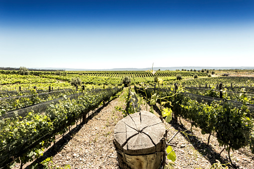 Beautiful Malbec vineyard.as a background the Andes range. Tupungato, Mendoza, Argentina.