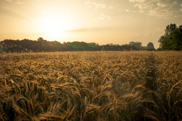 istock Wheat field in the early morning 1223117734