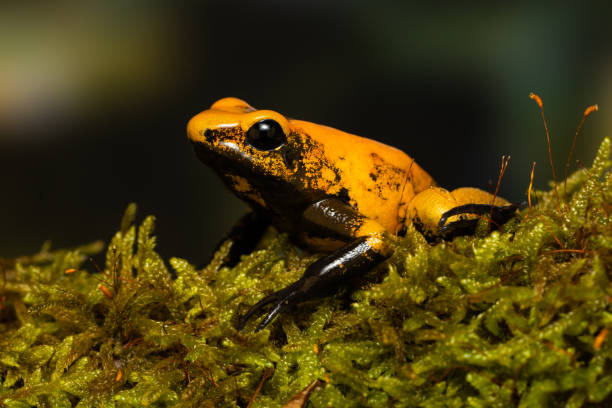 istock Golden poison frog 