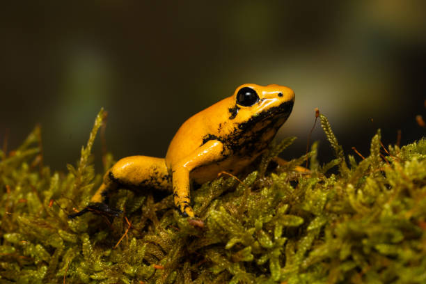 istock Golden poison frog 