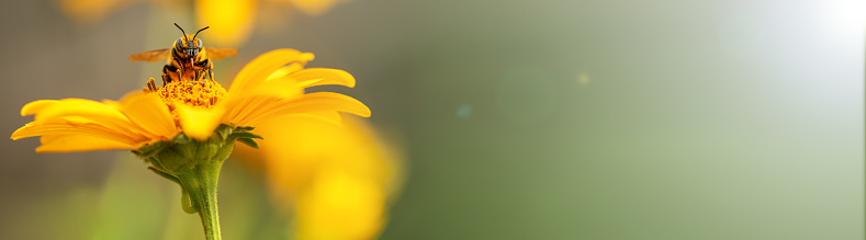 Bee and flower. Banner. Close up of a large striped bee collecting pollen on a yellow flower on a Sunny bright day. Macro horizontal photography. Summer and spring backgrounds