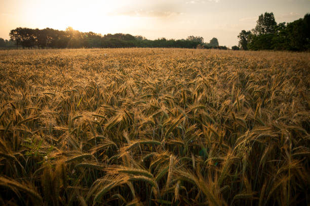 istock Wheat field in the early morning 1223118981