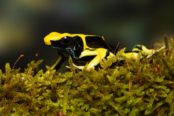 istock Dyeing poison arrow frog 