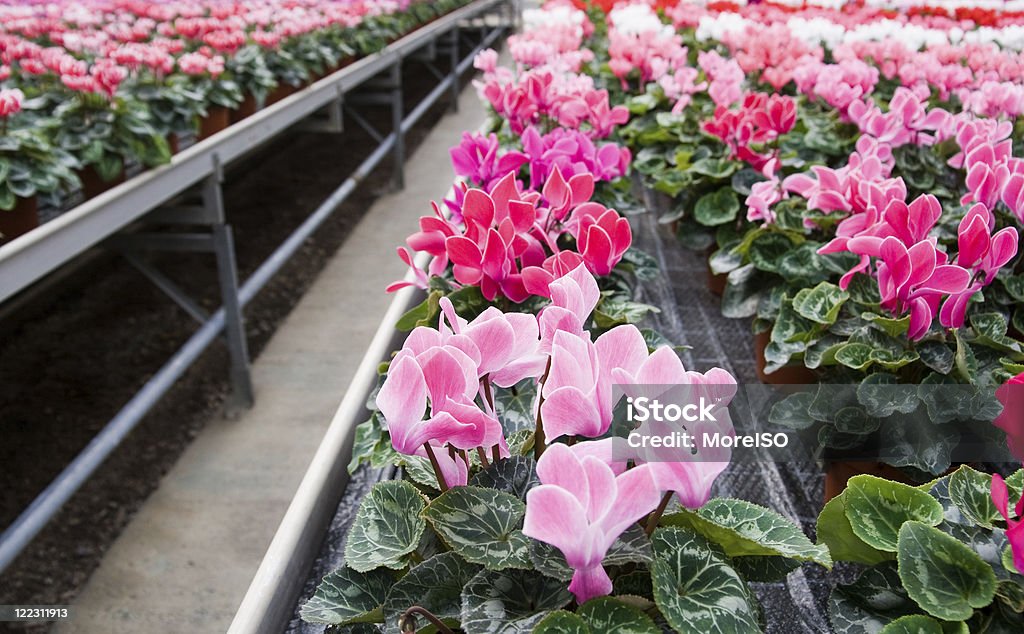 Cyclamen dans une serre - Photo de Cyclamen libre de droits