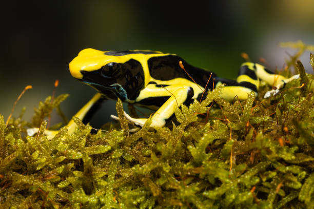 istock Dyeing poison arrow frog 