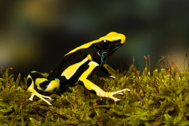 istock Dyeing poison arrow frog 