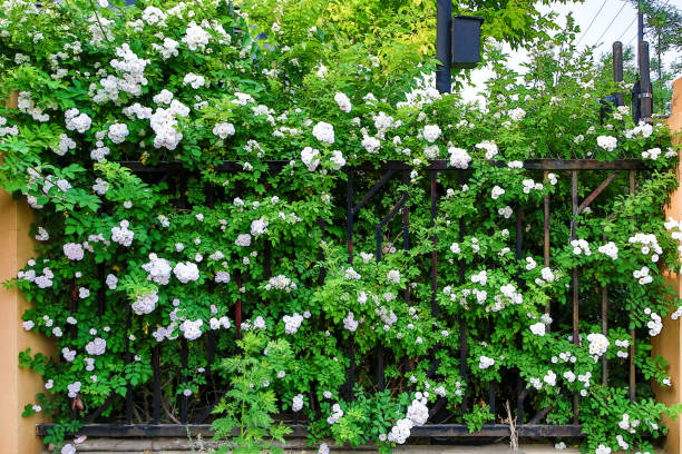istock Flower covered fence 1223121850