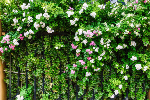 istock Flower covered fence 1223121869