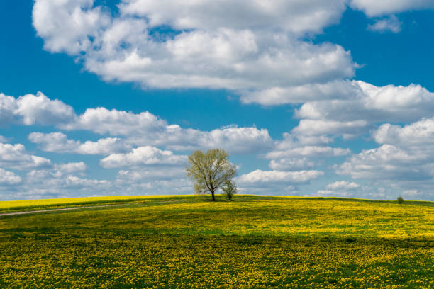 A wide meadow blanketed with yellow dandelions stretches across the foreground, leading into a gently rolling green landscape with a few scattered trees. The composition exudes calmness and the rejuvenating spirit of spring.